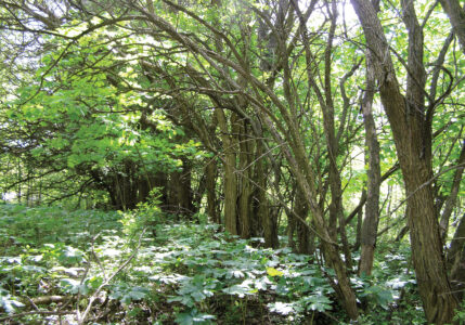 Osage Orange Lumber Projects and Other Hedge Stories Image